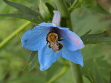 A Sunny Summer Day. Delphinium Blooms. The Bee Collects Nectar.