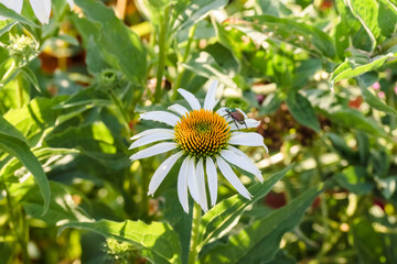 Wall Mural - a white daisy in the east garden and a Japanese beetle