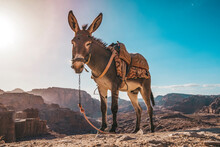A Donkey With A Saddle Is Standing In The Sun And Resting And Waiting For Tourists On The Viewing Platform