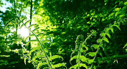 Green fern leaves background in forest