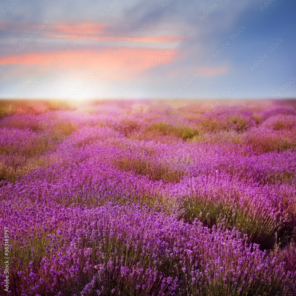 Beautiful view of blooming lavender field at sunset - obrazy, fototapety, plakaty 