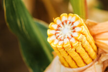 Ear Of Corn In Cultivated Cornfield