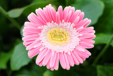 Pale Pink Gerbera With A Yellow Heart Among Greens On A Flowerbed In The Garden Macro Photography, Selective Focus, Horizontal Composition.