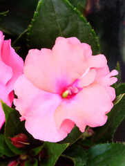 Poster - Pink balsam flower (Impatiens Cultivarus Neuguinea) among greenery on a flowerbed in the garden macro photography, selective focus.