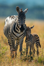 Plains Zebra Stands With Foal Facing Camera