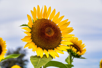 Realistic beautiful yellow sunflower plant landscape in the farm garden field with blue sky with cloudy day, close up shot, outdoor lifestyles.