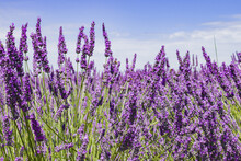 Lavender Flower Fields. Provence, France
Purple Nature