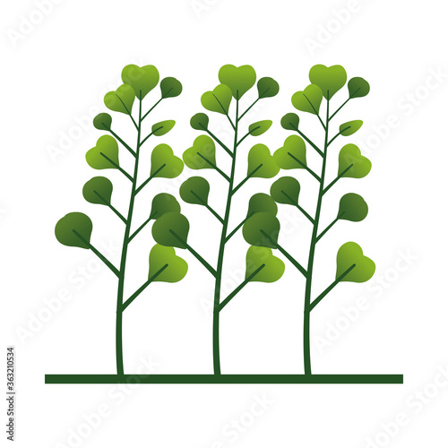 Fotografía branch with leafs plant nature icon