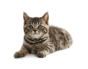 Naklejka na meble Cute tabby kitten on white background. Baby animal