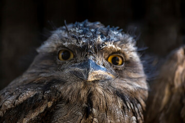 An owl in the wilderness of Australia at a sunny day in summer.