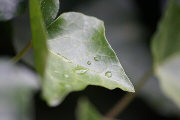 Leaf in the rain