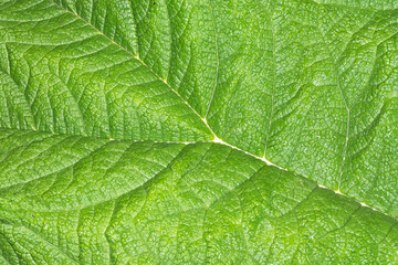 Canvas Print - Burdock leaf texture. Green nature eco pattern. Leaf vein structure background. Wild growing plant cells. Foliage backdrop.