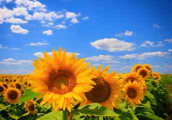 Wall Mural - Beautiful sunflower against blue sky