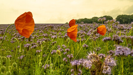 Wall Mural - Feld Blume Wiese Wald