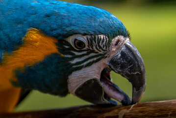 A beautiful harlequin macaw parrot costa rica.