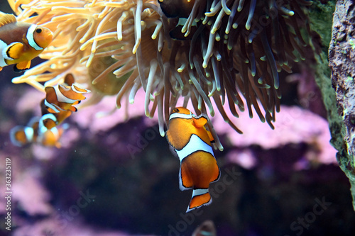 棲み処のイソギンチャクで遊ぶ可愛いカクレクマノミ達 日本の東京池袋サンシャイン水族館 Stock Photo Adobe Stock
