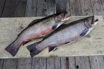 Sticker - Overhead shot of two fresh raw salmon fishes on a wooden surface