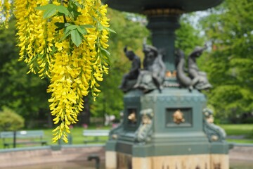 Wall Mural - selective focus shot of yellow laburnum anagyroides in halifax public garden on a sunny summer day
