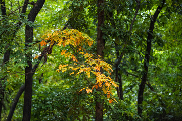 Sticker - Yellow leaves in the forest