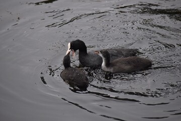 Sticker - High angle shot of a black duck and its two ducklings swimming in the lake