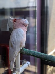 Poster - Vertical closeup shot of a cute pink and white parakeet perched on a railing