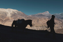 Man And Horse Carrying Bags Dark Silhouette Concept Near Muktinath Temple At Mustang, Nepal. Blue Sky Sunny Day And Mountains On The Background.