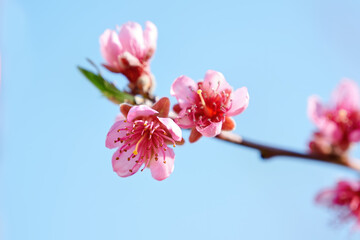 Wall Mural - Flowering fruit tree in Moldova