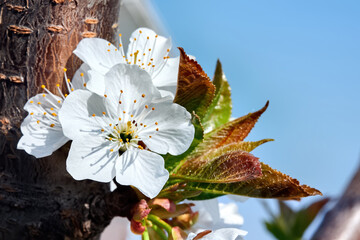 Wall Mural - Flowering fruit tree in Moldova