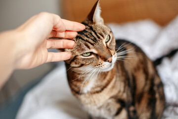 Wall Mural - Man woman petting stroking tabby cat by hand. Relationship of owner and a domestic feline animal pet. Adorable furry kitten friend enjoying caress. Friendship of human and cat.
