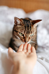 Wall Mural - Beautiful tabby pet cat sniffing human hand palm. Relationship of owner and a domestic feline animal. Adorable furry kitten friend. Friendship of human and cat.