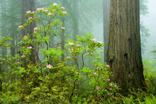 Redwood Trees And Wild Rhododendron Flowers  In The Redwood National And State Parks (RNSP), Located  Along The Coast Of Northern California.