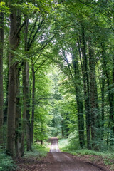 Naklejka na meble Waldweg