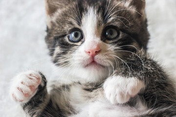 Wall Mural - close up of cute tabby kitten playing on carpet