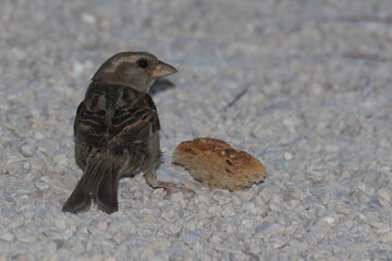 hungriger spatz auf der suche nach brot