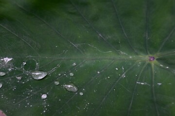 Palm trees water Leaf  tropics nature plant rain travel vegan happy Green love tropicalrain   Paradies träum dream fresh Yoga träum power soul Harmonie Exotik Garden Tahiti Bali Caribic marco 