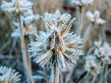 Horizontal Closeup Of A Seedhead Of Purple Coneflower (Echinacea Purpurea), With Some Seeds Removed By Birds, Covered With Frost