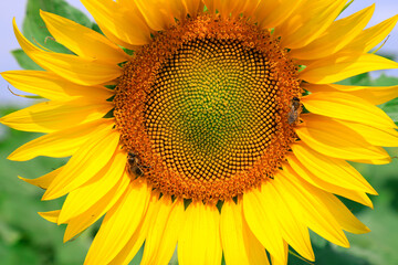 Large yellow sunflower flowers bloomed on a farm field. Bees collect pollen on a summer day. Agricultural industry, production of sunflower oil, honey.