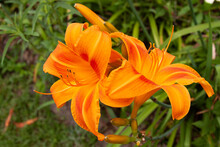 Orange Double Lily