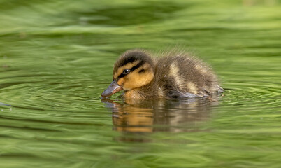 Wall Mural - Mallard Ducklings