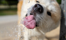 Dog Drinking Water From A Fountain, Frozen Moment