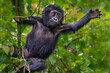 Young mountain gorilla, Bwindi, Uganda