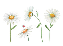 White Daisy Flowers Watercolor Illustration On White Background, Closeup