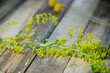 Grüne Raupe auf gelber Blume auf rustikalen Holz Untergrund