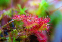 Super Macro Of Beautiful Sundew ( Drosera ).  Insect Catched By The Plant. Floristic Abstract Background