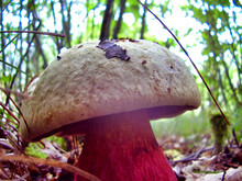 Close Up Of Boletus Satanas, Also Known As The Devils Bolete Or Satan’s Mushroom. Poisonous Mushroom Noted For Its Red Stem And Red Pores