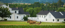 Lancaster, Pennsylvania - 6/28/2008:  Horse Drawn Cultivator, Amish Farm Near Lancaster, PA