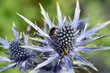Bienen auf einer Mannstreu-Knospe