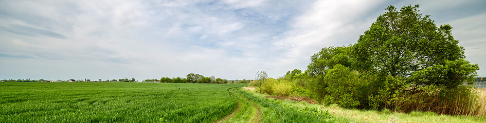 Wall Mural - Rural summer landscape. Green field of wheat and blue sky on farm. Road through green meadow. Nature landscape wilderness. Agriculture. Countryside outdoors, relaxation, space scenic.