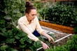 © MeganBetteridge - Gardener harvesting fresh cilantro from garden