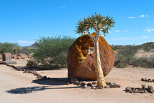 Aloe Tree (Aloe Dichotoma) In Front Of Huge Stone Near Spitzkoppe, Damaraland, Namibia, Africa